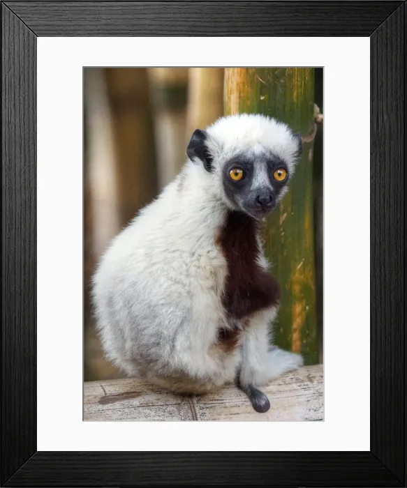 Framed Print : Madagascar Sifaka lemur cute tiny baby