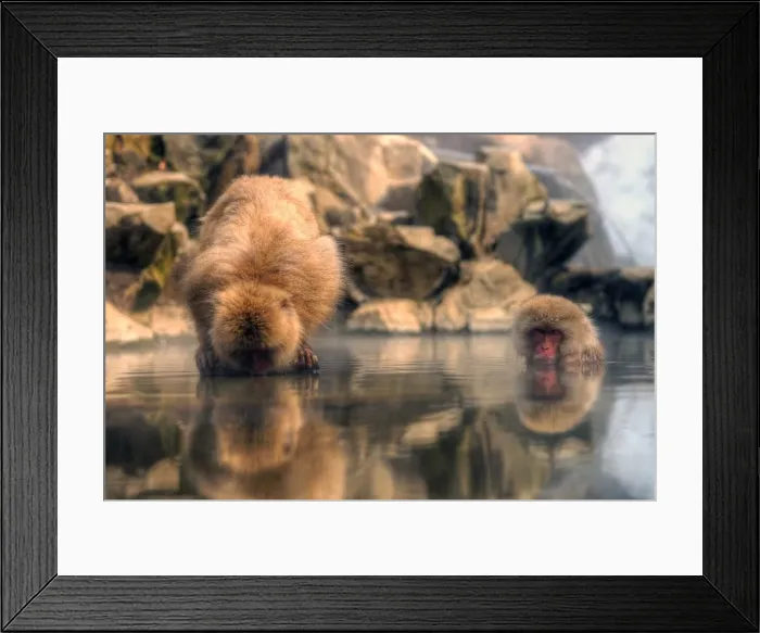 Framed Print : Japanese snow monkey Framed Print : Japanese snow monkey