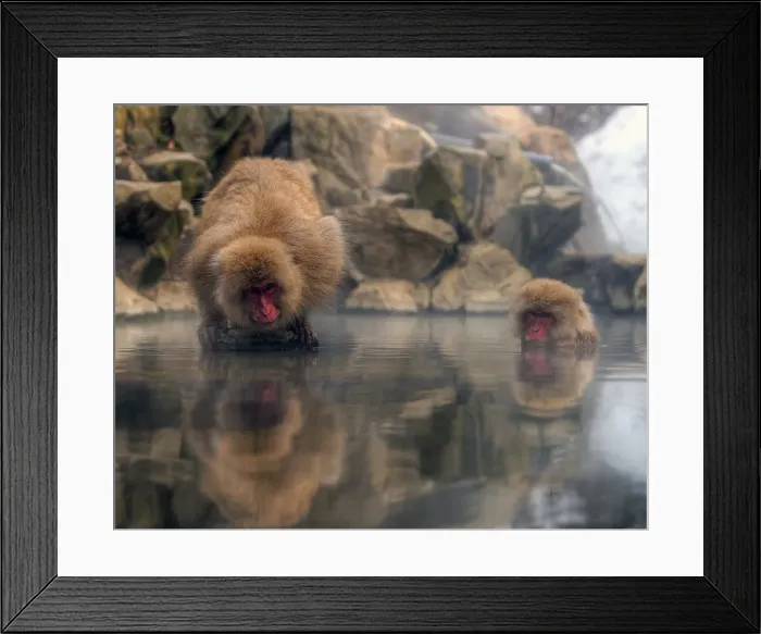 Framed Print : Japan snow monkey