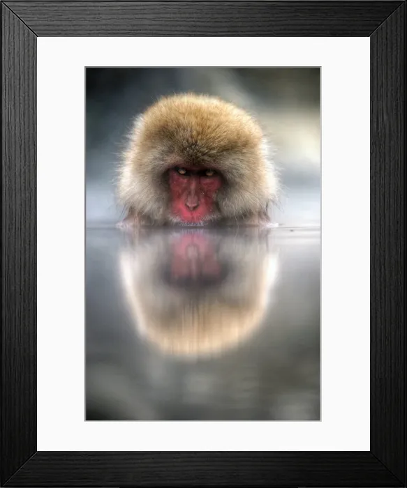 Framed Print : Japan snow monkey Framed Print : Japan snow monkey