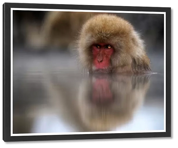 Snow monkey Japan