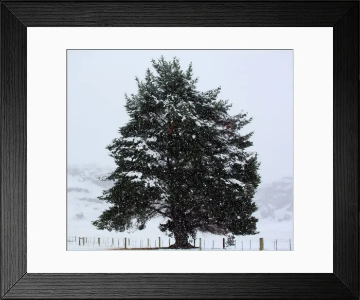 Framed Print : Lone tree in snowstorm