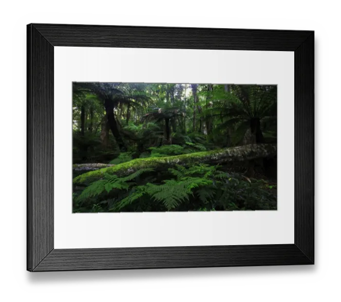 Framed Print : Cathedral of ferns
