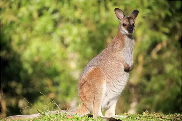 Australian wallaby