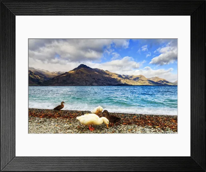 Framed Print : Ducks, lake and mountain