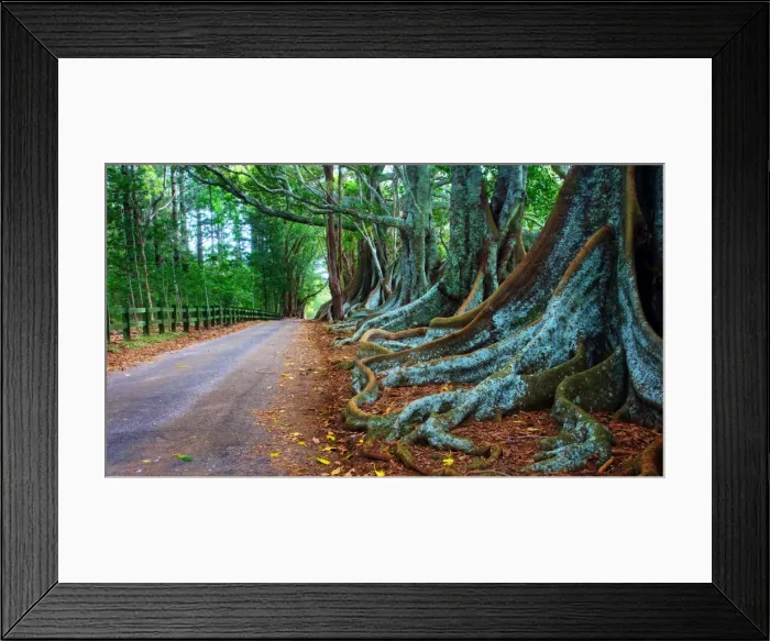 Framed Print : Figtrees Norfolk Island Framed Print : Figtrees Norfolk Island