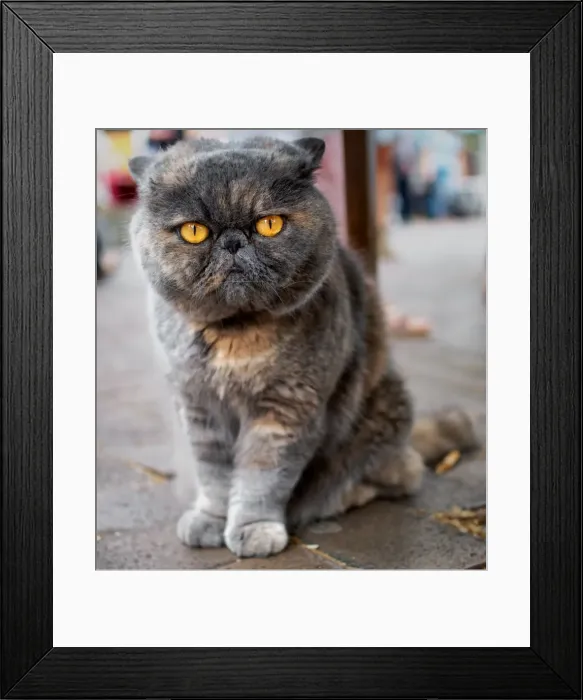 Framed Print : Grumpy Cat