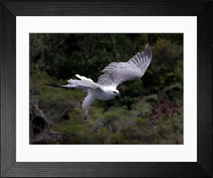Framed Print : Sea eagle in flight
