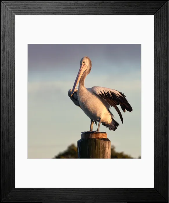 Framed Print : Australian Pelican
