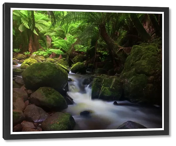Tasmania rainforest