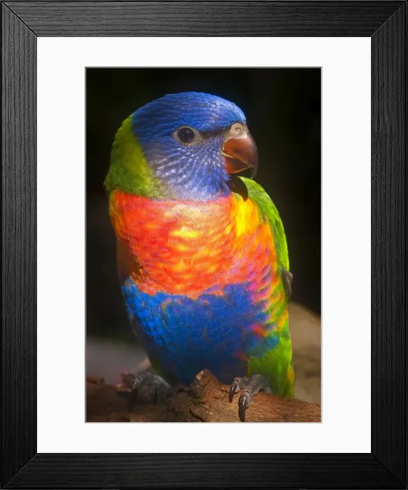Framed Print : Rainbow Lorikeet