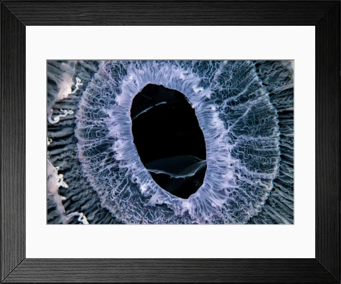 Framed Print : Close up of jellyfish underwater Framed Print : Close up of jellyfish underwater