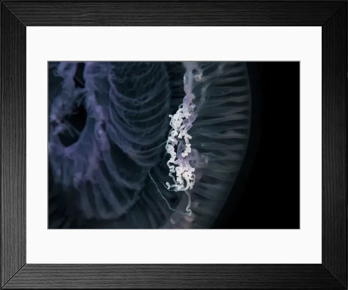 Framed Print : Close up of jellyfish underwater