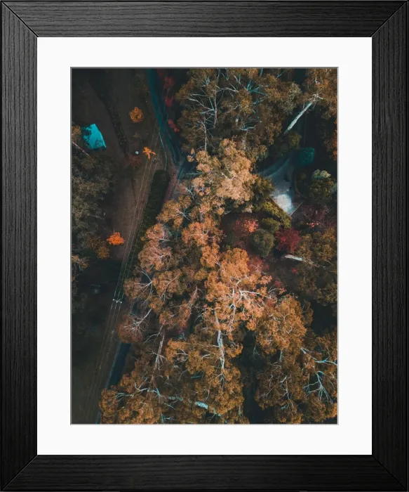 Framed Print : Aerial view of colourful trees with a lake in autumn, Victoria, Australia