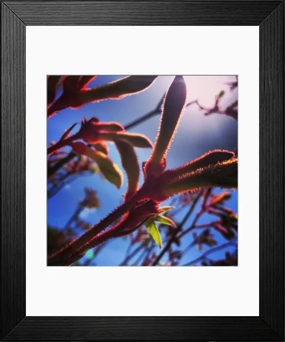 Framed Print : Illuminating Sunbeams Framed Print : Illuminating Sunbeams