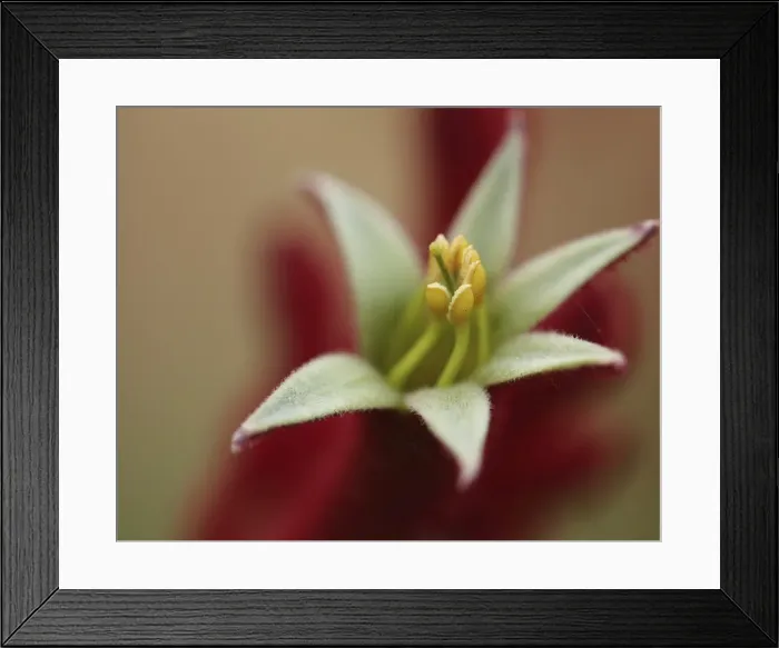 Framed Print : Macro Nature Photography Framed Print : Macro Nature Photography