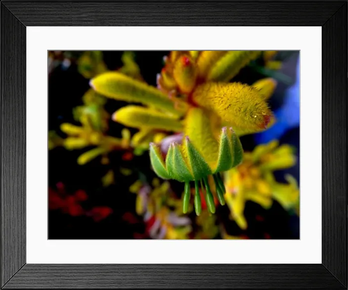 Framed Print : Kangoroo paw Framed Print : Kangoroo paw