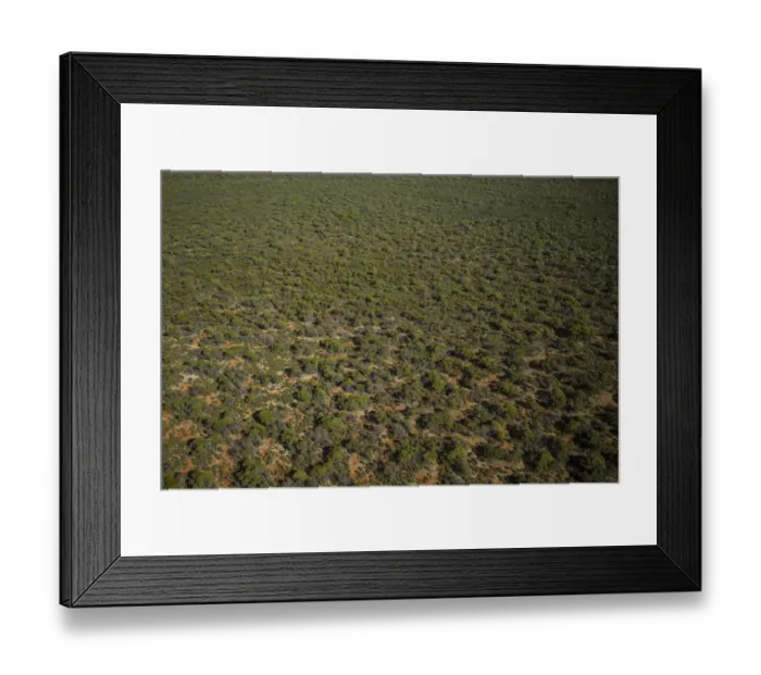 Framed Print : Bush. Mike Riley Photography, 584042276 Framed Print : Bush. Mike Riley Photography, 584042276