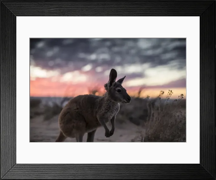 Framed Print : roo, animals