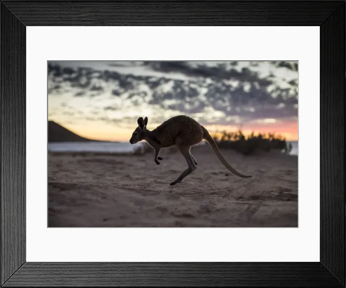 Framed Print : roo, wildlife, animals Framed Print : roo, wildlife, animals