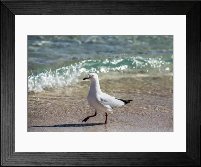 Framed Print : Cheeky sea gull