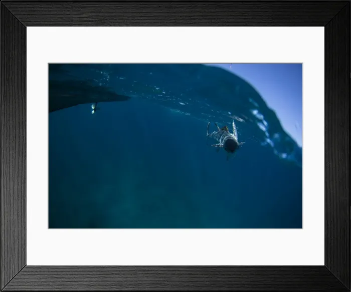 Framed Print : Fish boat. My mate has this mackerel hooked and almost in the boat while Framed Print : Fish boat. My mate has this mackerel hooked and almost in the boat while