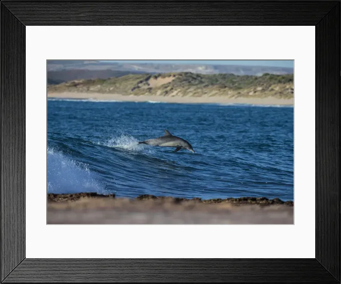 Framed Print : Dolphin having a play at jakes point Kablarri Framed Print : Dolphin having a play at jakes point Kablarri