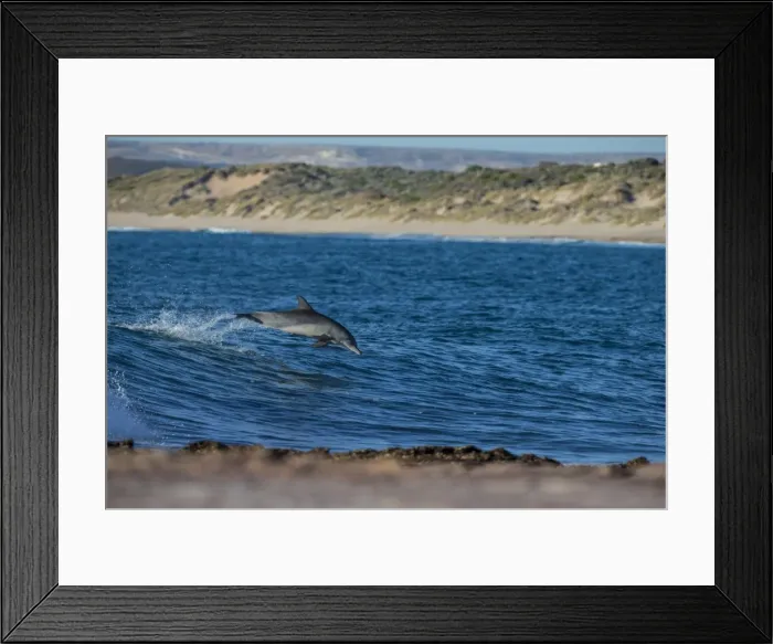 Framed Print : Dolphin jump Framed Print : Dolphin jump