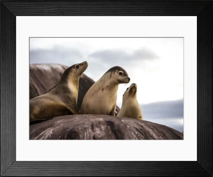 Framed Print : SA Seal of approval