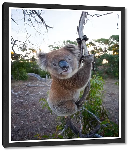 Wild Koala Bear at Mikkira Station - Australia
