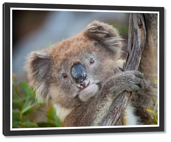 Koala portrait, clinging on tree branch, Australia