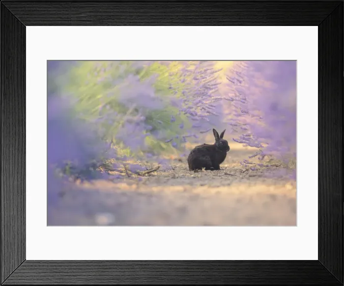 Framed Print : A wild roaming domestic rabbit in lavender field Framed Print : A wild roaming domestic rabbit in lavender field