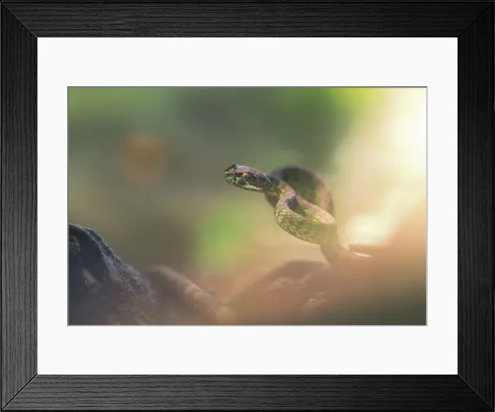 Framed Print : Beautiful pitviper portrait (Trimeresurus venustus)
