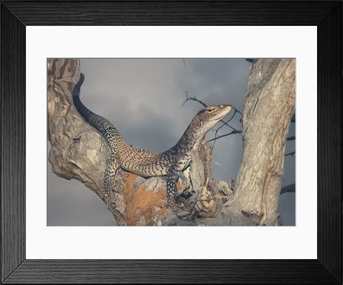 Framed Print : Black-headed monitor (Varanus tristis) in tree in Queensland, Australia