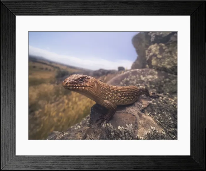 Framed Print : Cunninghams skink (Egernia cunninghami) on rock with countryside vista Framed Print : Cunninghams skink (Egernia cunninghami) on rock with countryside vista