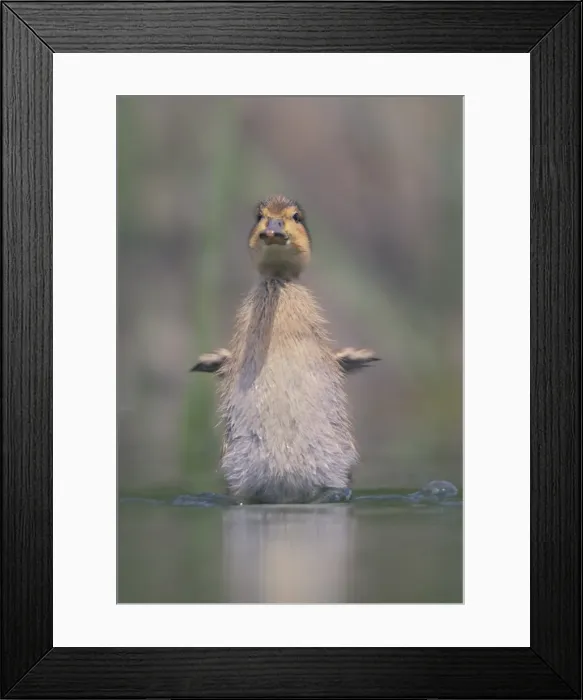 Framed Print : Baby Pacific Black Duck (Anas superciliosa) stretching its wings Framed Print : Baby Pacific Black Duck (Anas superciliosa) stretching its wings