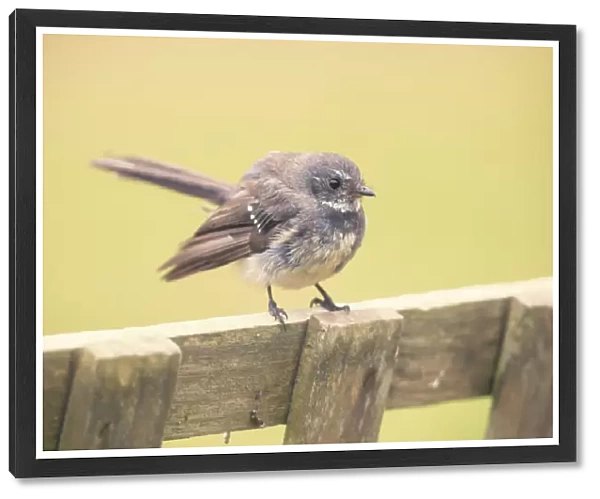 Juvenile wild willie wagtail (Rhipidura leucophrys) on wooden fence
