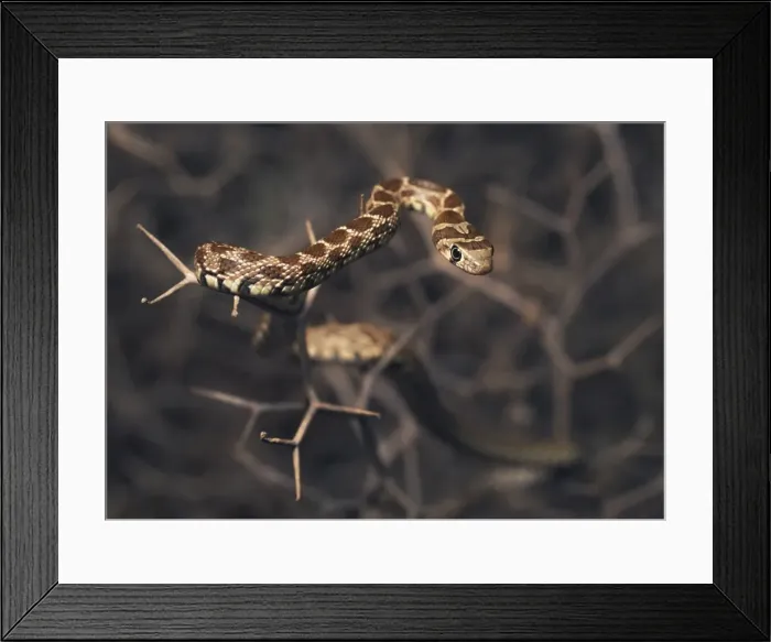 Framed Print : wildlife, individual, style, scales, eyes, serpent, isolated, head-on, hemorrhois
