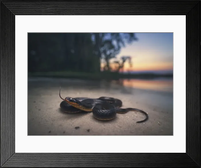 Framed Print : Glossy Crayfish Snake (Regina rigida) Framed Print : Glossy Crayfish Snake (Regina rigida)
