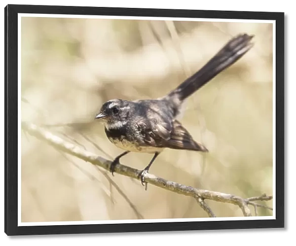 Willie Wagtail (Rhipidura leucophrys) perched on a branch