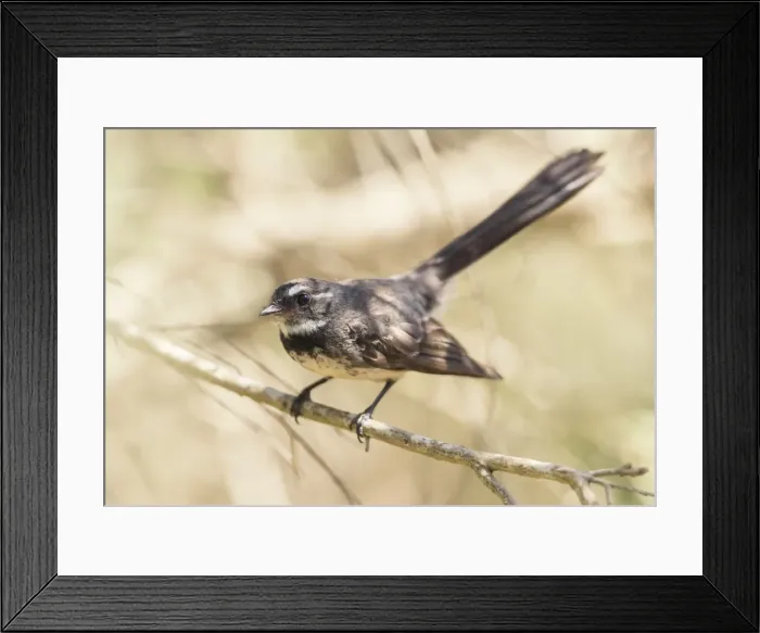 Framed Print : Willie Wagtail (Rhipidura leucophrys) perched on a branch