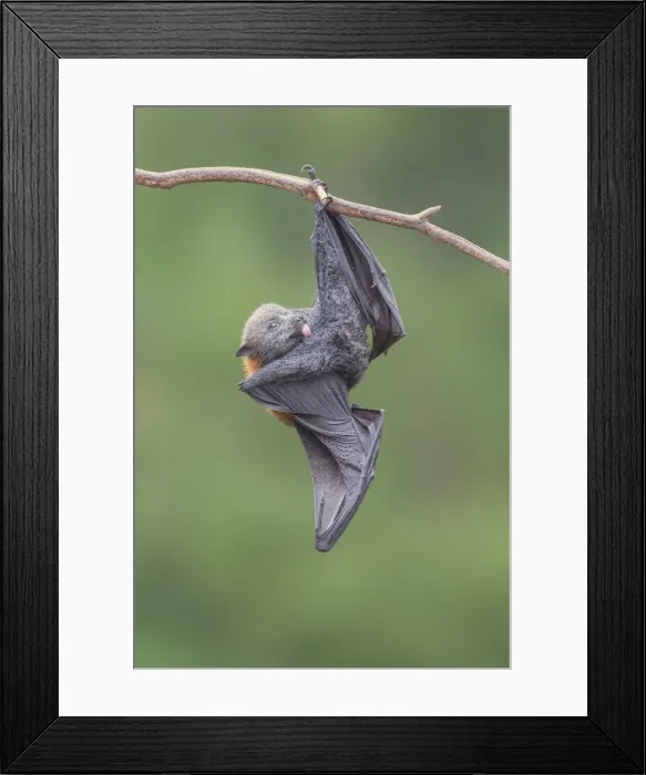 Framed Print : Grooming fruit bat in Melbourne, Australia