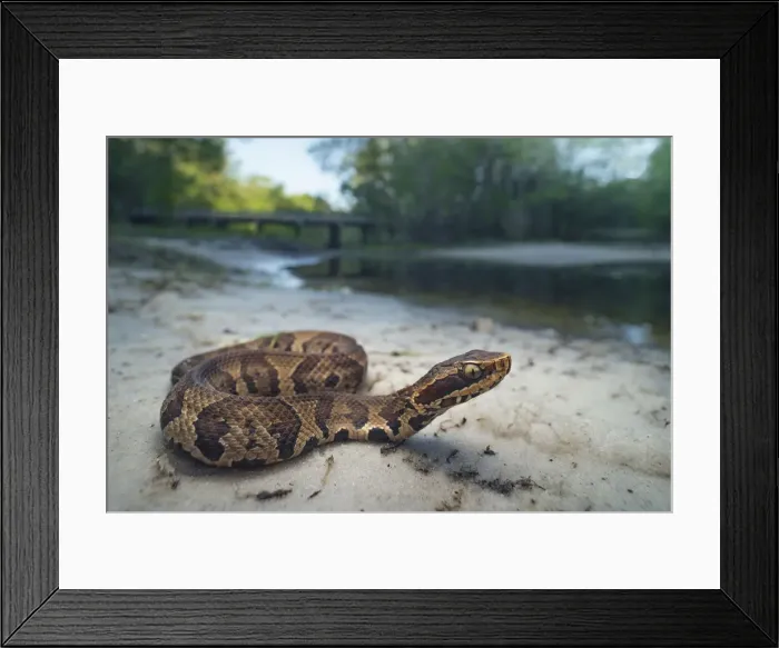 Framed Print : wild, wildlife, fauna, florida, serpent, deadly, predator, venomous, pitviper, cottonmouth Framed Print : wild, wildlife, fauna, florida, serpent, deadly, predator, venomous, pitviper, cottonmouth