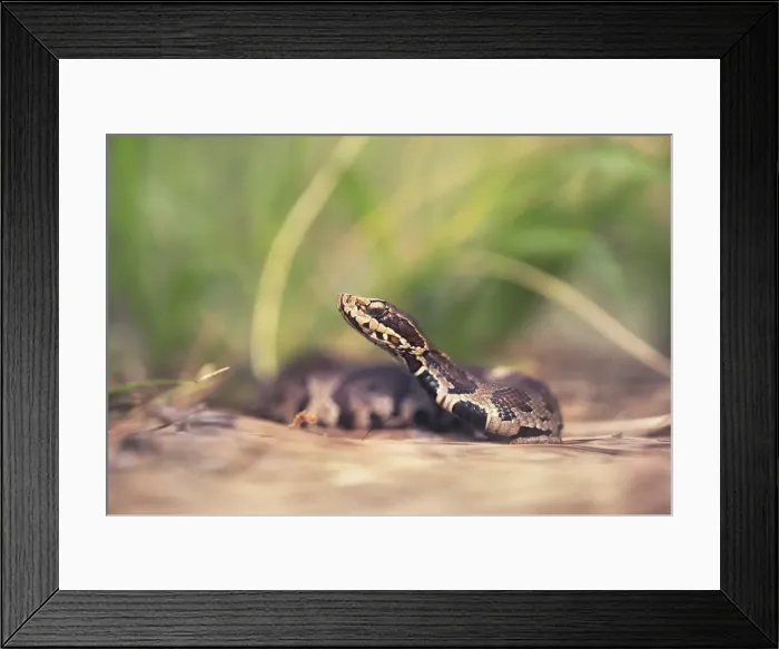 Framed Print : wild, wildlife, fauna, florida, serpent, deadly, predator, venomous, pitviper, cottonmouth