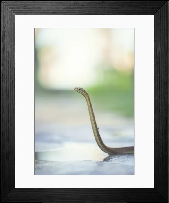 Framed Print : Wild juvenile Montpellier snake (Malpolon monspessulanus) lifting head to survey surroundings