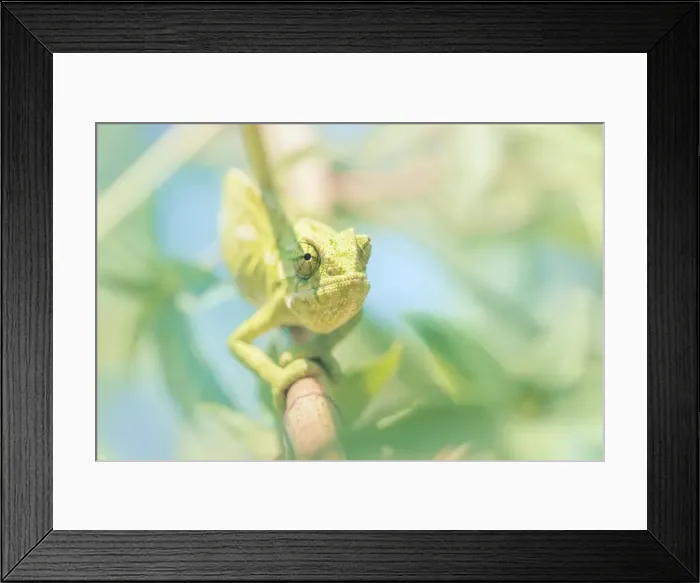 Framed Print : Wild Mediterranean chameleon (Chamaeleo chamaeleon) on branch in Andalucia, Spain