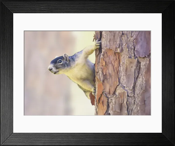 Framed Print : Wild Shermans Fox Squirrel (Sciurus niger shermani) on pine tree trunk