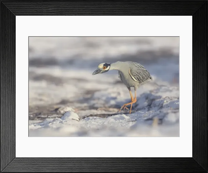 Framed Print : crowned, wild, wildlife, florida, nyctanassa, violacea, hunt, behavior, stalk, predator Framed Print : crowned, wild, wildlife, florida, nyctanassa, violacea, hunt, behavior, stalk, predator