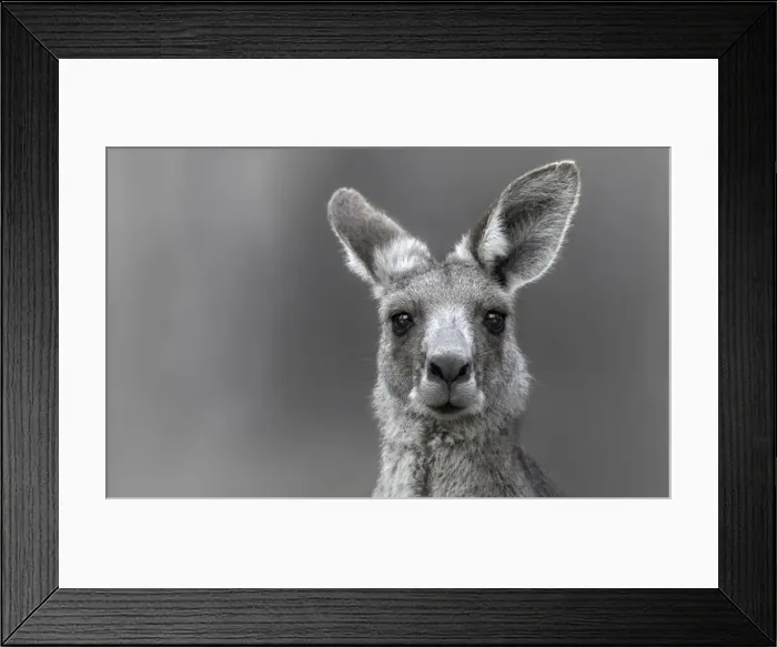 Framed Print : Wild Eastern Gray Kangaroo (Macropus giganteus)