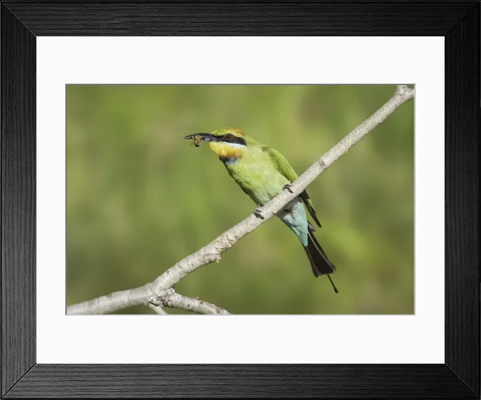 Framed Print : Rainbow bee-eater (Merops ornatus)